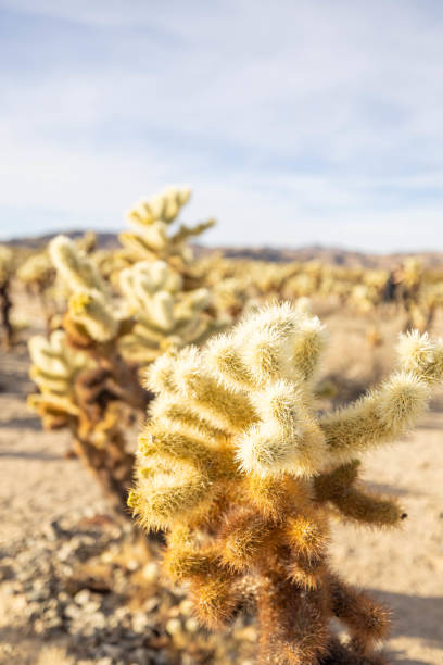 istock Cholla Charms: Exploring the Enchanting Cactus Garden 1972366317