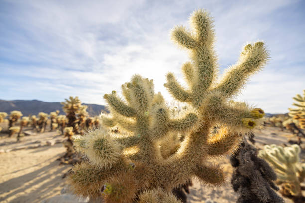 istock Cholla Charms: Exploring the Enchanting Cactus Garden 1972366346