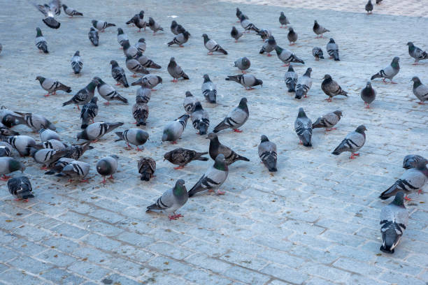istock While a large group of pigeons were feeding in the city square, 1972371682