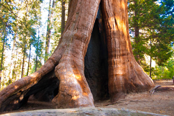 istock Giant Sequoia trees in Sequoia National Park. 1972371710