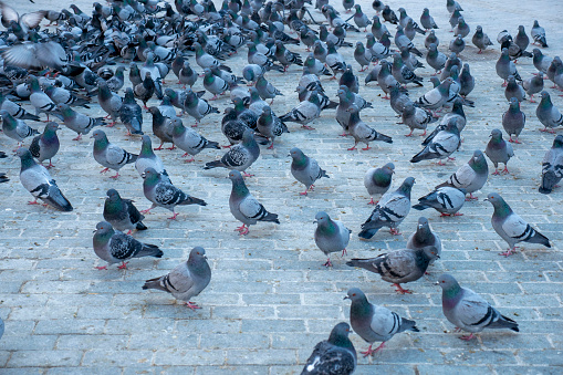 While a large group of pigeons were feeding in the city square,