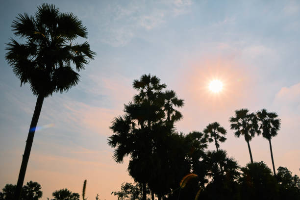 landscape tropical outdoor summertime with sugar palm
