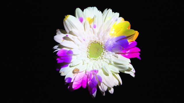 Abstract color lights on a gerbera daisy