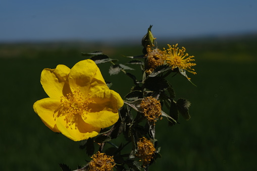 wild rose, yellow flower, mountain flower