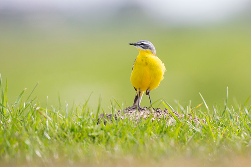 Yellow Wagtail (Motacilla flava) in grass of a meadow in Eempolder (Eemnes, the Netherlands)