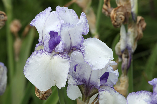 White and purple trim Bearded Iris 'Violet Icing' in flower.