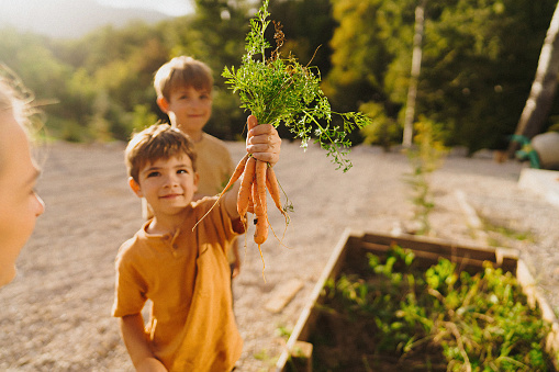 Photo of a young boy picking first grown vegetable form a garden bed in his family garden