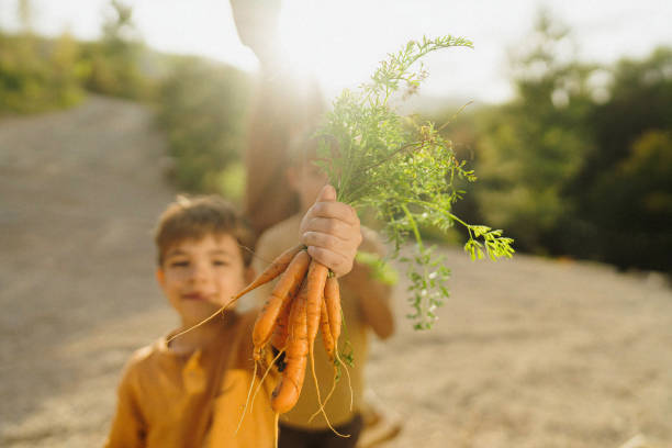 istock Little boy's picking vegetable from the garden bed 1972381426