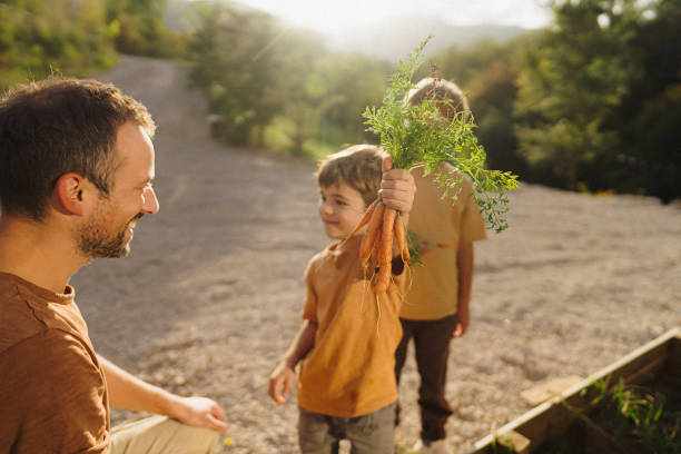 istock Little boy's picking vegetable from the garden bed 1972381430