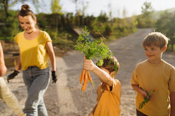 istock Little boy's picking vegetable from the garden bed 1972381431