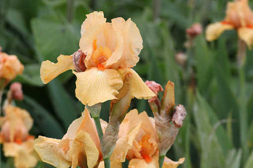 Pale orange Bearded Iris 'Piroska' in flower.