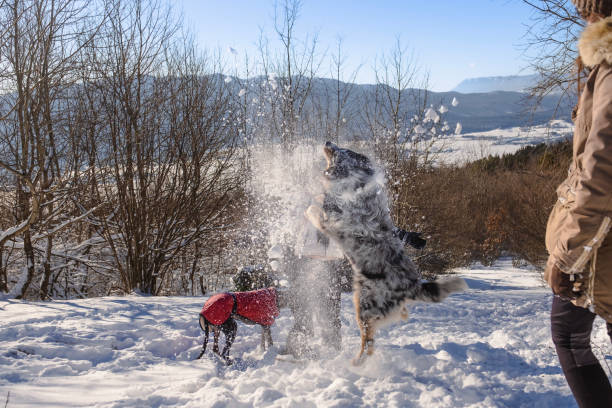 istock I want to play in the snow! 1972382027