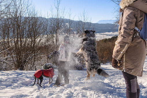 Owners took their dogs to play in the snow-covered forest