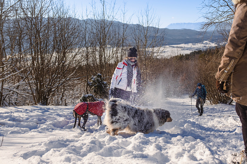 Owners took their dogs to play in the snow-covered forest