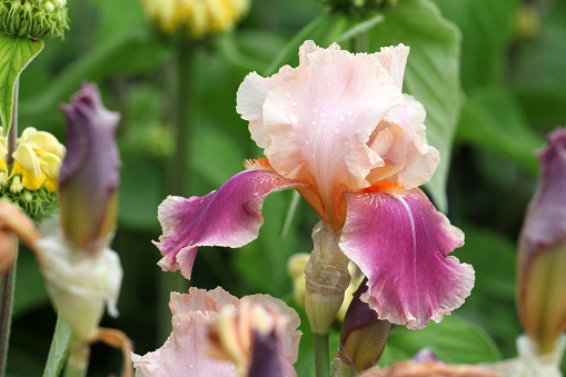 Pink and peach Bearded Iris 'Carnaby'  in flower.
