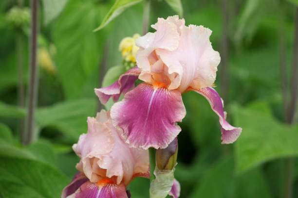 istock Pink and peach Bearded Iris 'Carnaby'  in flower. 1972384228