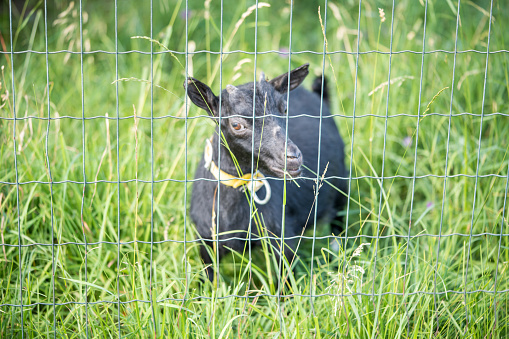 Cute little black baby goat walking on a farm behind a fence on a sunny day