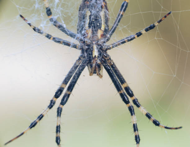 istock Macro shot of a wasp spider 1972400789