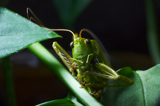 A macro shot of a green cricket between leaves