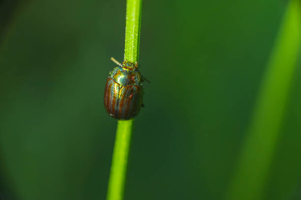 A macro shot of a green jewel bug