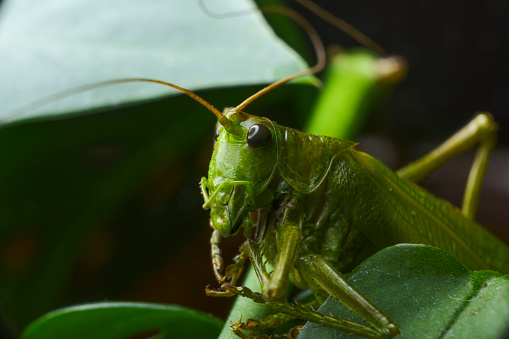 A macro shot of a green cricket between the leafs