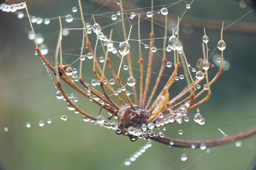 Close-up of a spider web with dew drops against the morning sunlight.