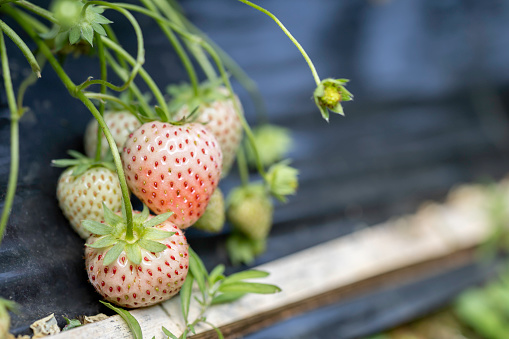 Fresh ripe organic strawberry on the branch. Strawberries in flowerpot concept.