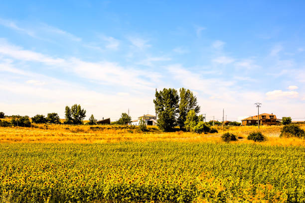 Sunflowers over blue sky.