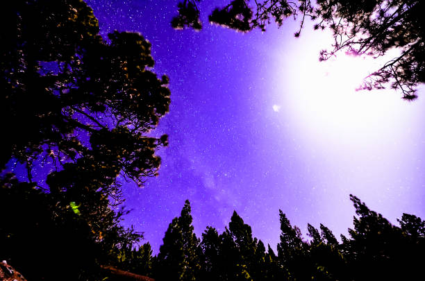 Stars in the Sky at Night over the Trees of a Pine Forest