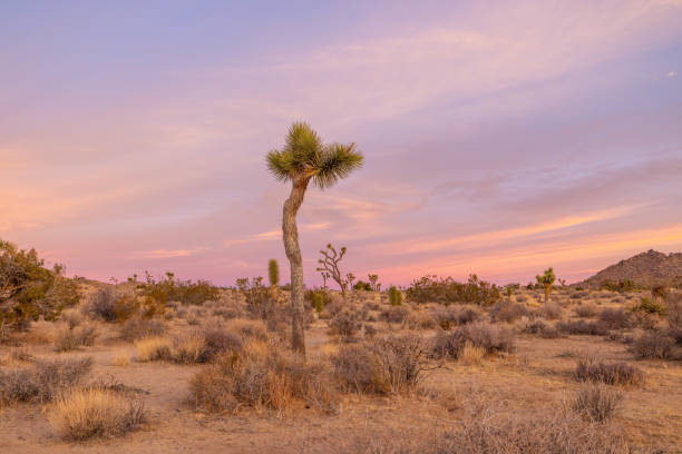 istock Sundown Serenity: Joshua Tree's Desert Landscape Basks in Tranquil Sunset Glow 1972433715