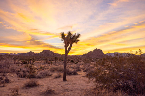 istock Sundown Serenity: Joshua Tree's Desert Landscape Basks in Tranquil Sunset Glow 1972434153