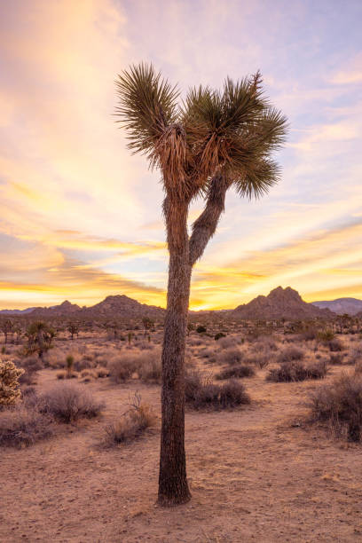 istock Sundown Serenity: Joshua Tree's Desert Landscape Basks in Tranquil Sunset Glow 1972434164