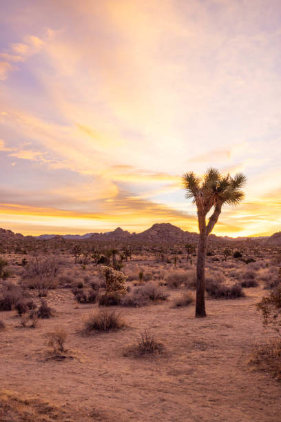 istock Sundown Serenity: Joshua Tree's Desert Landscape Basks in Tranquil Sunset Glow 1972434166