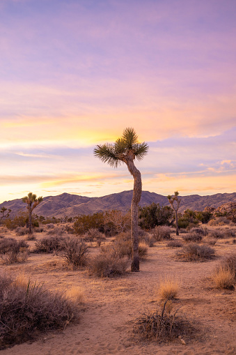 Joshua Tree's silhouette dances against a dramatic desert sunset, creating a mesmerizing celestial spectacle.