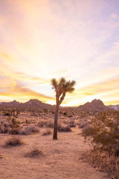 istock Sundown Serenity: Joshua Tree's Desert Landscape Basks in Tranquil Sunset Glow 1972434683