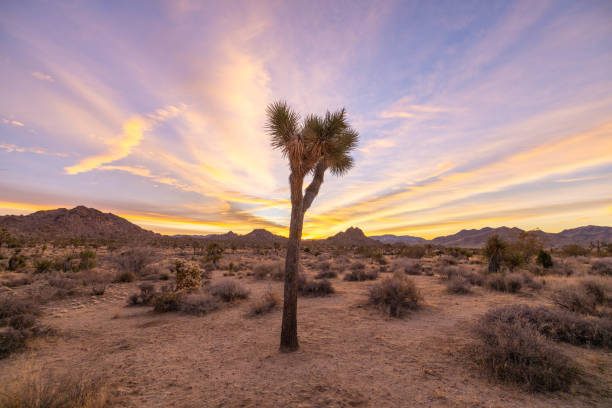 istock Sundown Serenity: Joshua Tree's Desert Landscape Basks in Tranquil Sunset Glow 1972434685