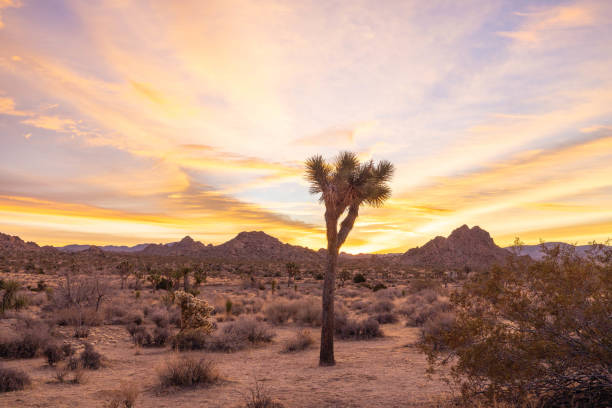 istock Sundown Serenity: Joshua Tree's Desert Landscape Basks in Tranquil Sunset Glow 1972434693