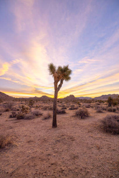 istock Sundown Serenity: Joshua Tree's Desert Landscape Basks in Tranquil Sunset Glow 1972434695