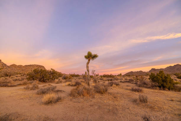 Joshua Tree's silhouette dances against a dramatic desert sunset, creating a mesmerizing celestial spectacle.