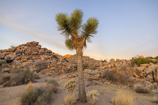 Joshua Tree's silhouette dances against a dramatic desert sunset, creating a mesmerizing celestial spectacle.