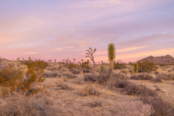 Road in a desert landscape, Joshua National Park