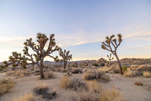 A Cholla Cactus in the American SouthWest