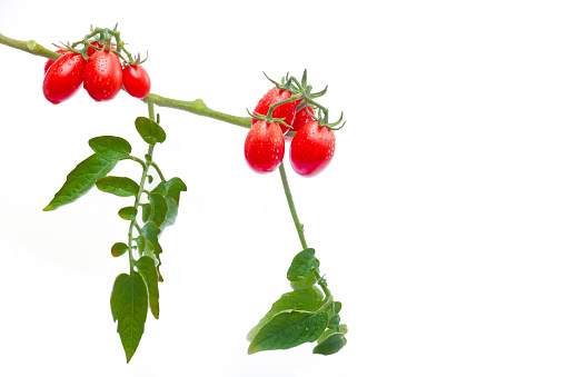 Branch of Fresh Cherry Tomatoes Isolated on White
