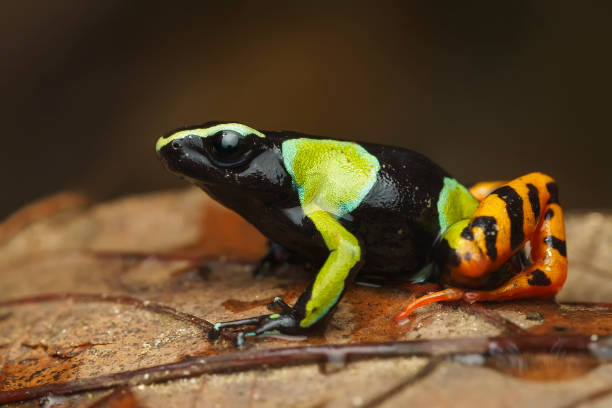 istock Baron's mantella the Madagascar poison frog 1972464626