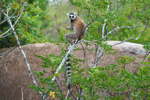 Lemur catta