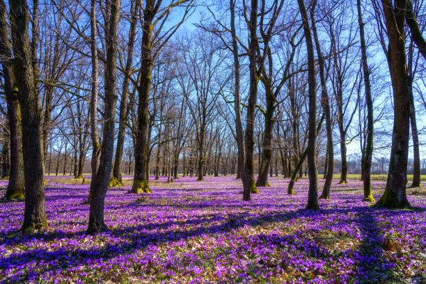 istock Beautiful purple crocus or saffron flowers blossoming in a spring forest, natural floral background, wild growing plant 1972471069