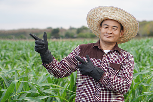 Asian man farmer is at garden, wears hat, brown plaid shirt, point fingers for add text or advertisement, stand at maize garden, feel confident. Concept, Agriculture occupation. Thai farmer lifestyle.