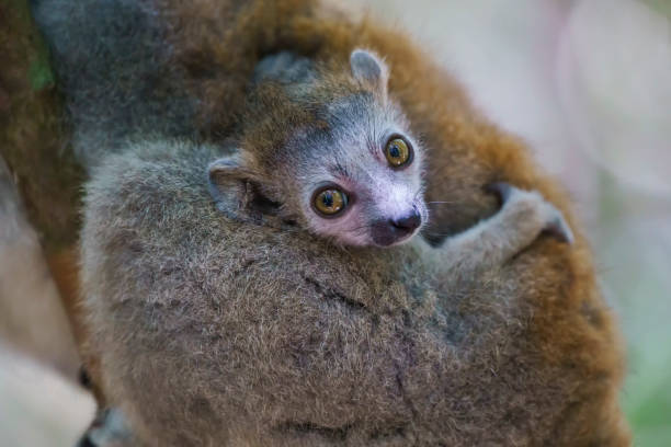 a Lemur rests in a tree of a forest in Northern Madagascar