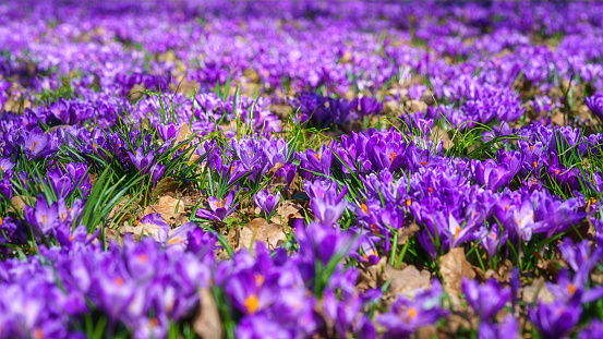 Beautiful flowering meadow with a carpet of rare crocuses or saffron flowers, outdoor floral background, natural wallpaper, early spring