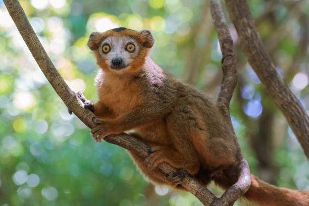 istock Crowned lemur in the wild 1972475369